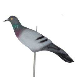 کبوتر چاهی