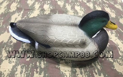 Duck 1